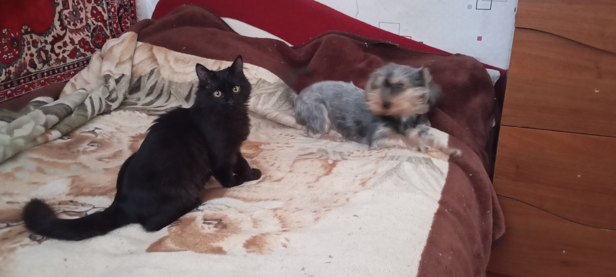 Играют  с Бусей.