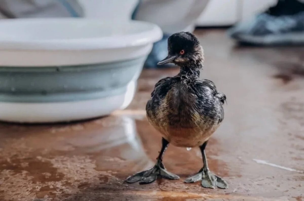    На Кубани выпускать пострадавших птиц запретила экспертная комиссия