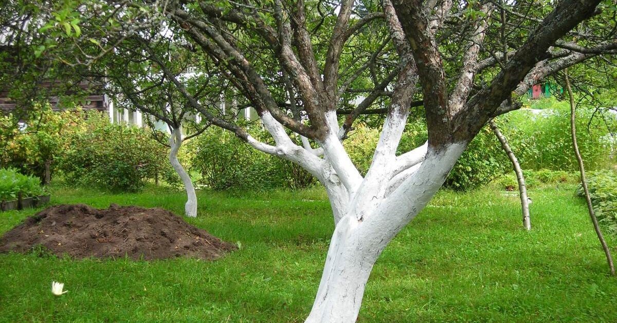 Обработка деревьев весной