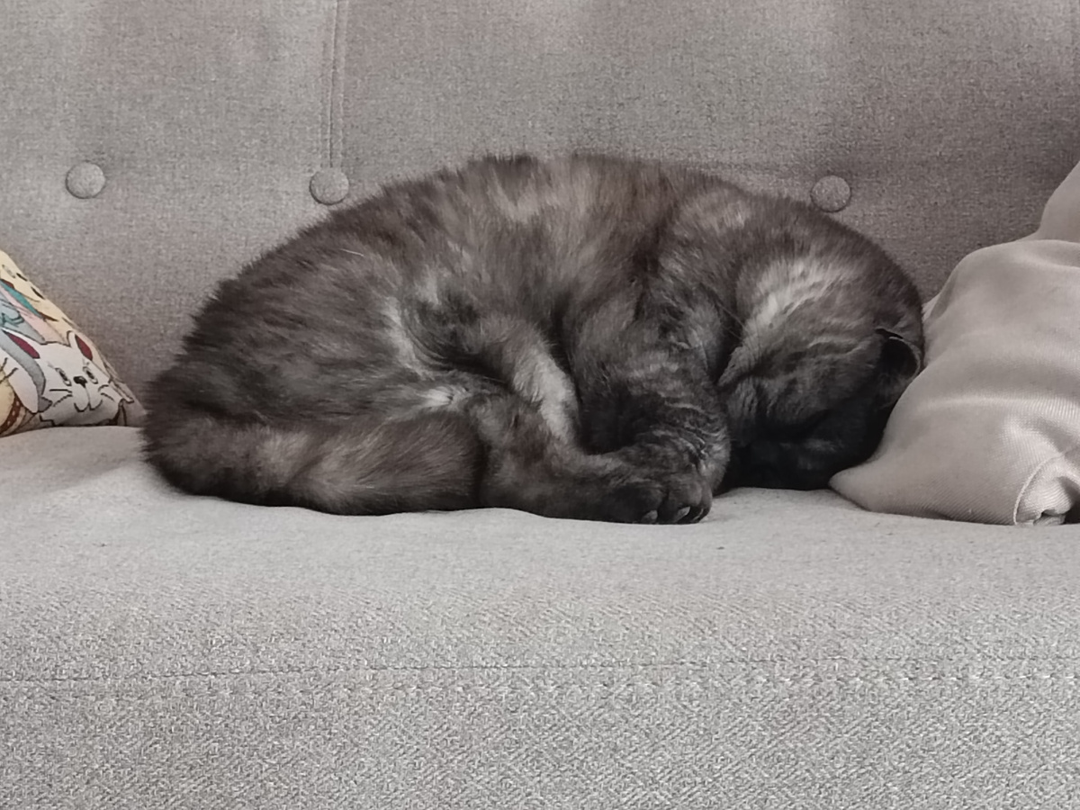 Точно, как кошенька😍