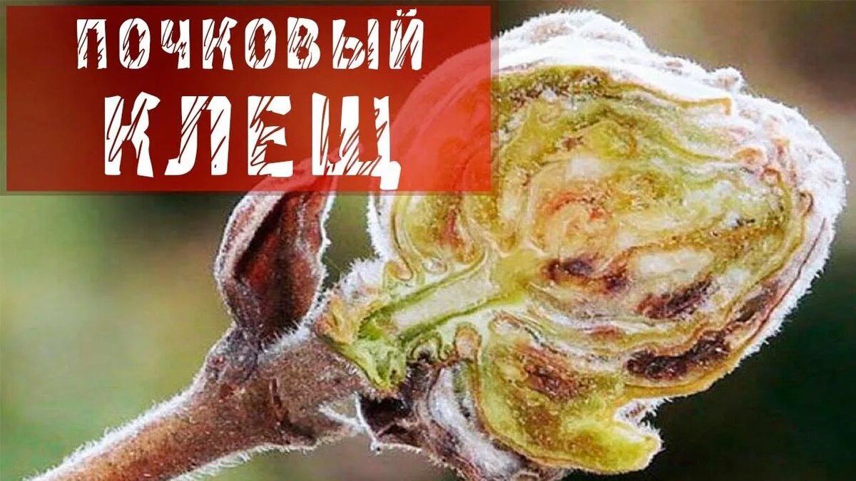 Почковый клещ