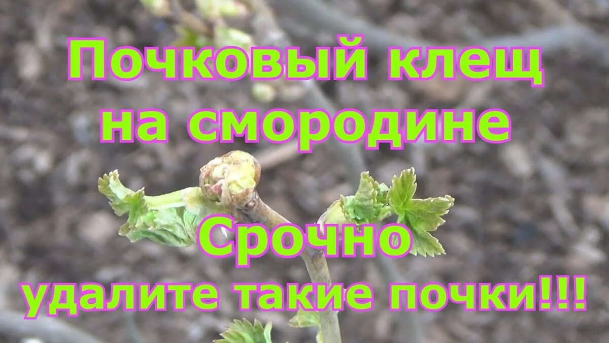 Почковый клещ на смородине