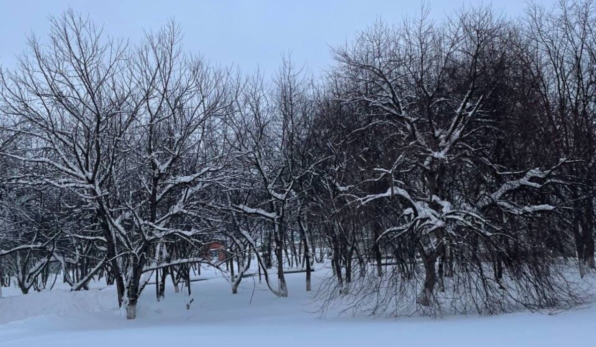     Яблоневый сад "Птицефабрики Чайковская". Источник: 43.fsvps.gov.ru Автор фото: Пресс-служба Россельхознадзора РФ
