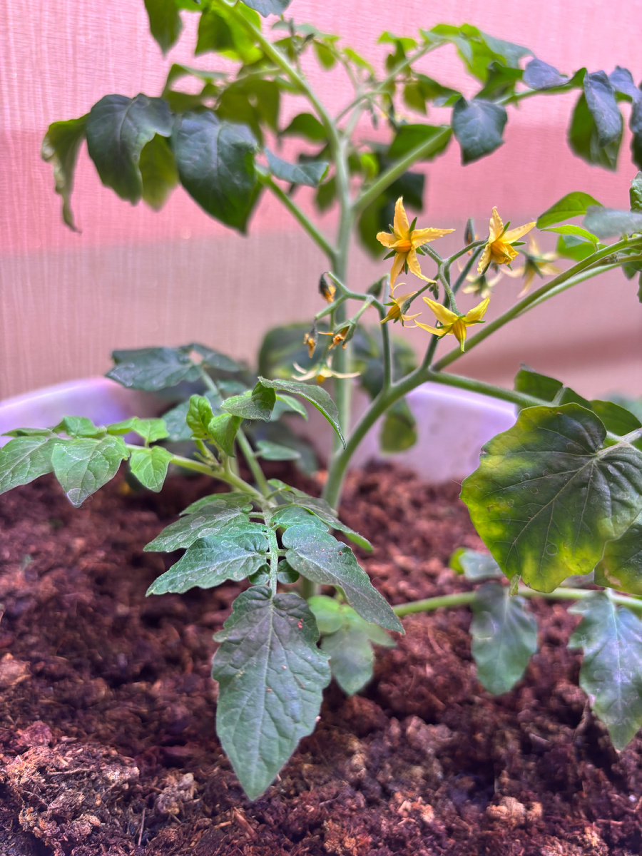 Первые цветочки отцвели. Ждём завязи 😍