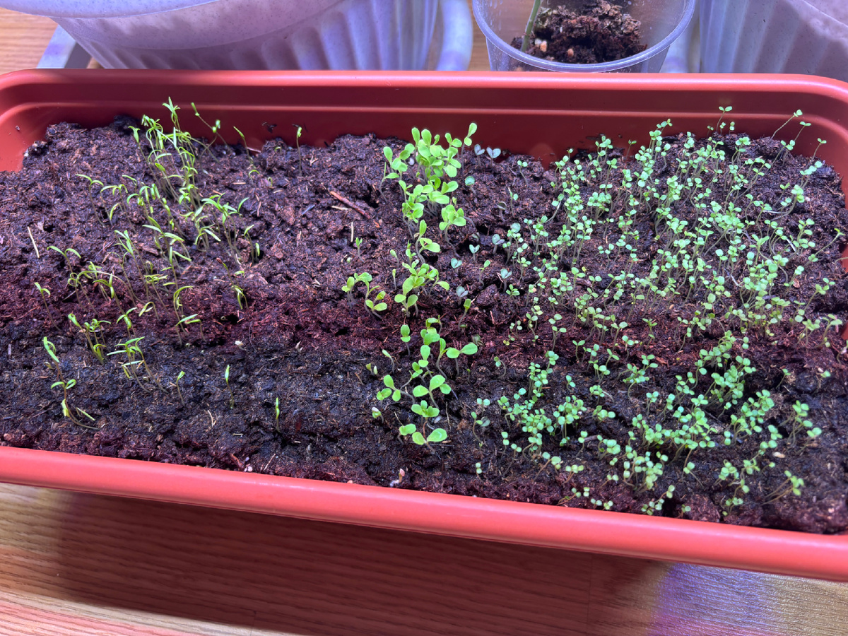 Зелень также продолжает расти. 