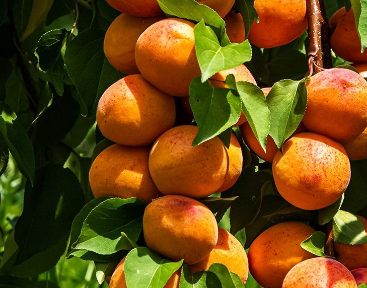 ниспадающие ветви