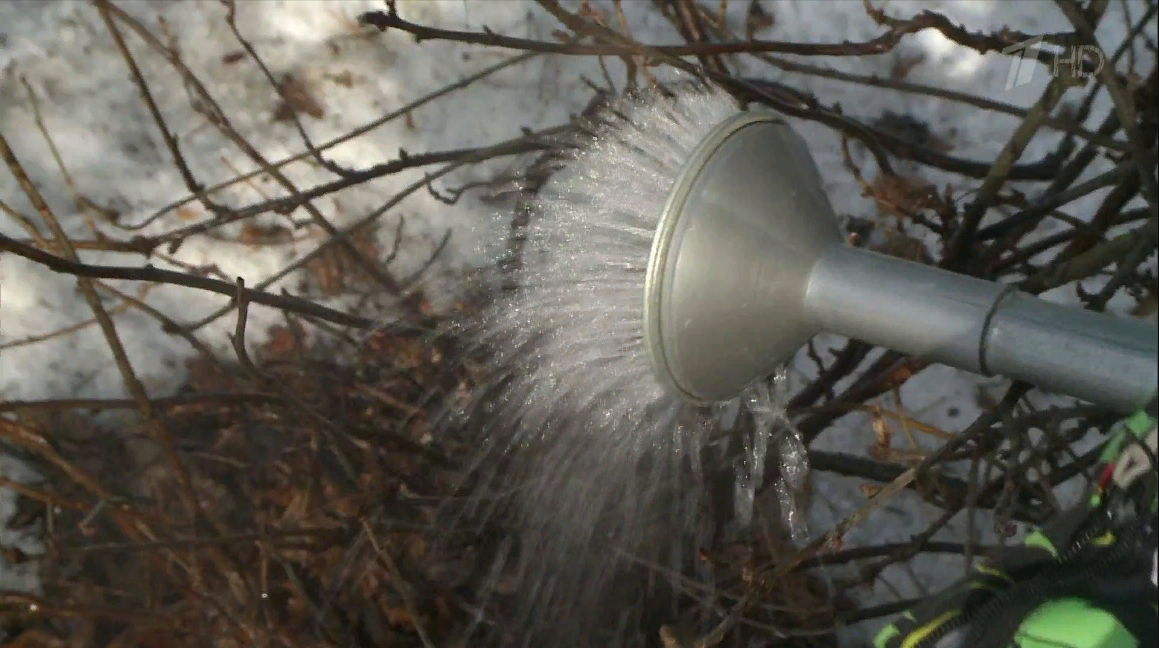 Кипяток против вредителей