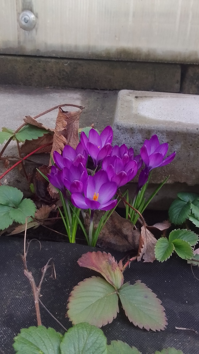 На даче весна началась