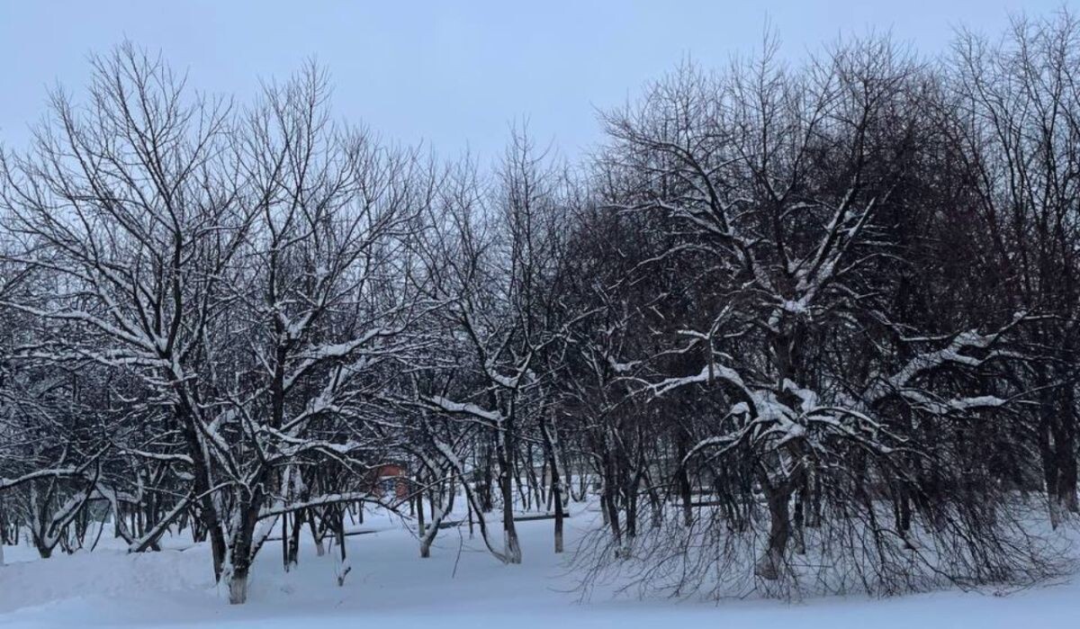     Яблоневый сад "Птицефабрики Чайковская". Источник: 43.fsvps.gov.ru Автор фото: Пресс-служба Россельхознадзора РФ