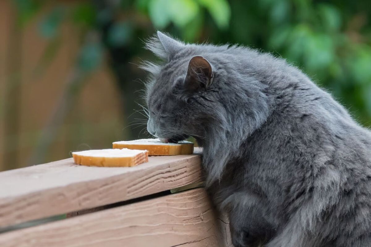 Кот лижет кусочек сыра 