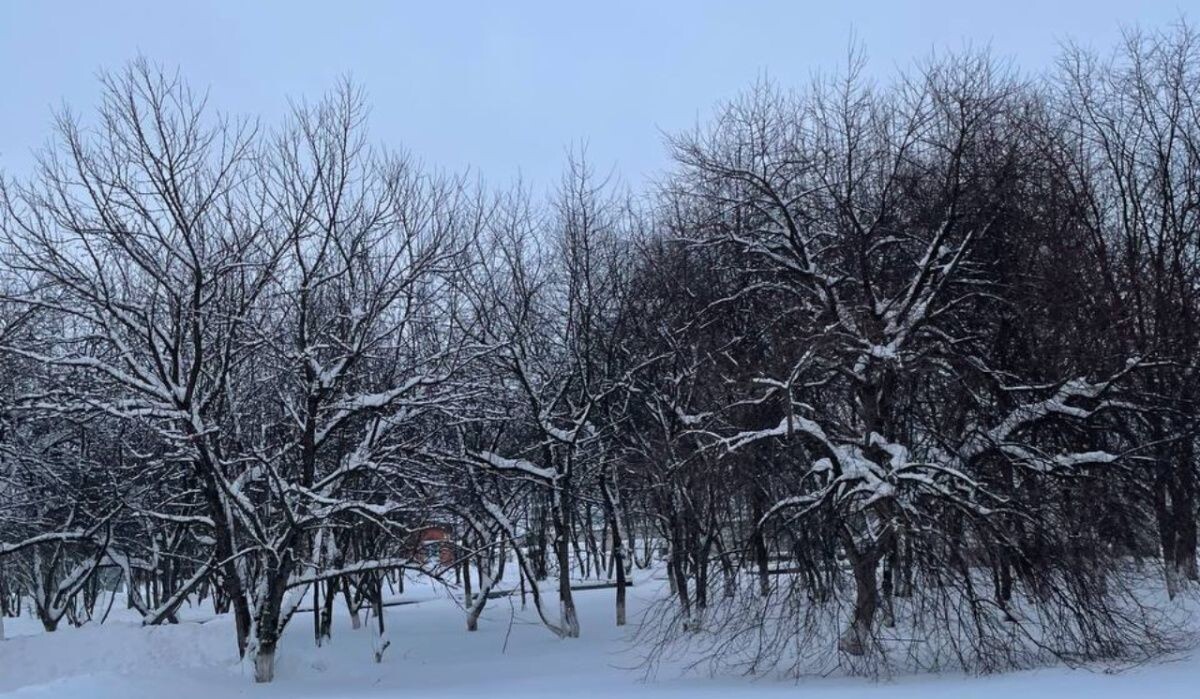     Яблоневый сад "Птицефабрики Чайковская". Источник: 43.fsvps.gov.ru Автор фото: Пресс-служба Россельхознадзора РФ