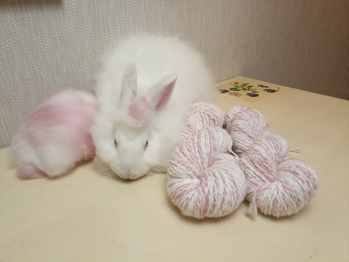 Кролик, пух и пряжа