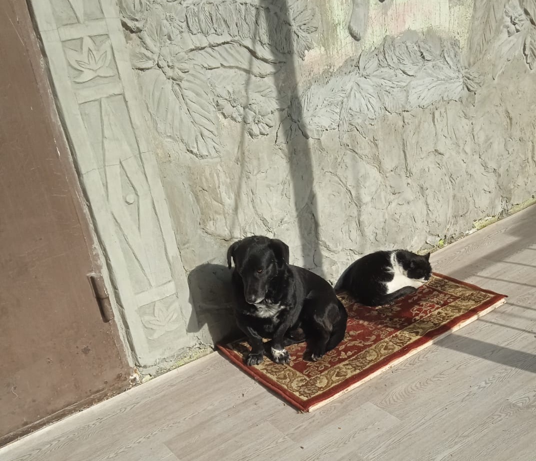 Миша и Марк на коврике