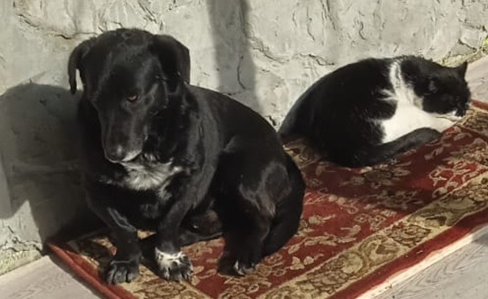 Миша застеснялся