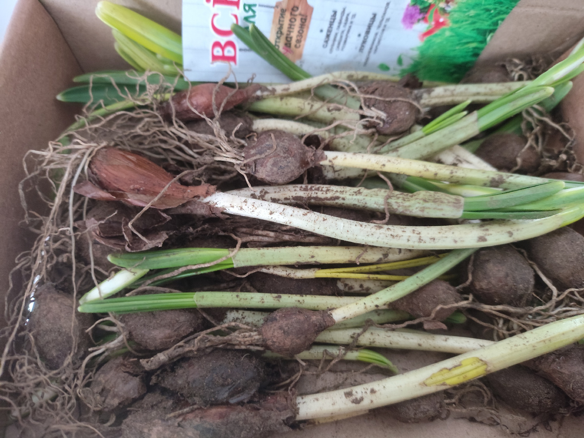 В коробочке, с огромными ростками