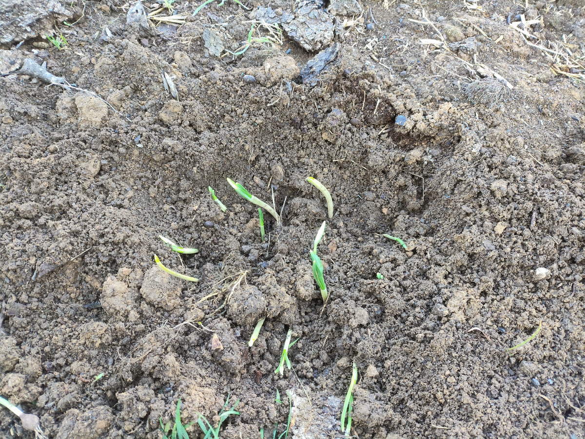 В процессе посадки