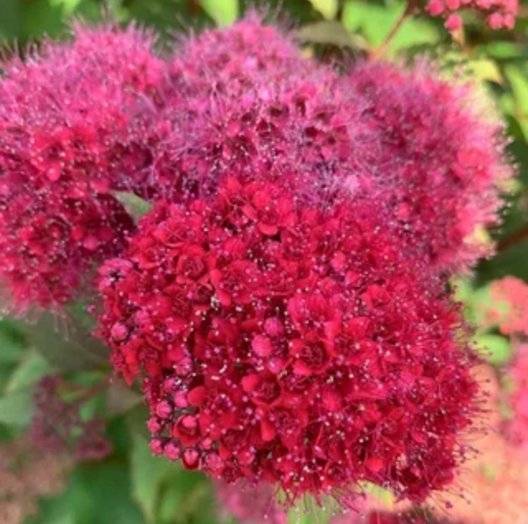 Фото из интернета.