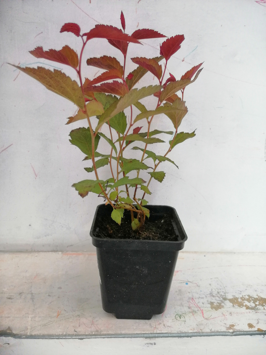 25 мая 2024. Сразу после покупки. 