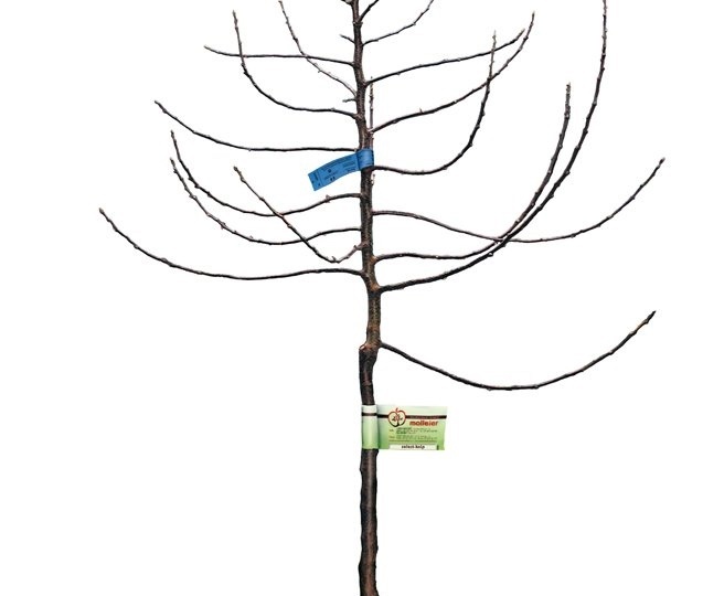 Книп Баум в садоводстве