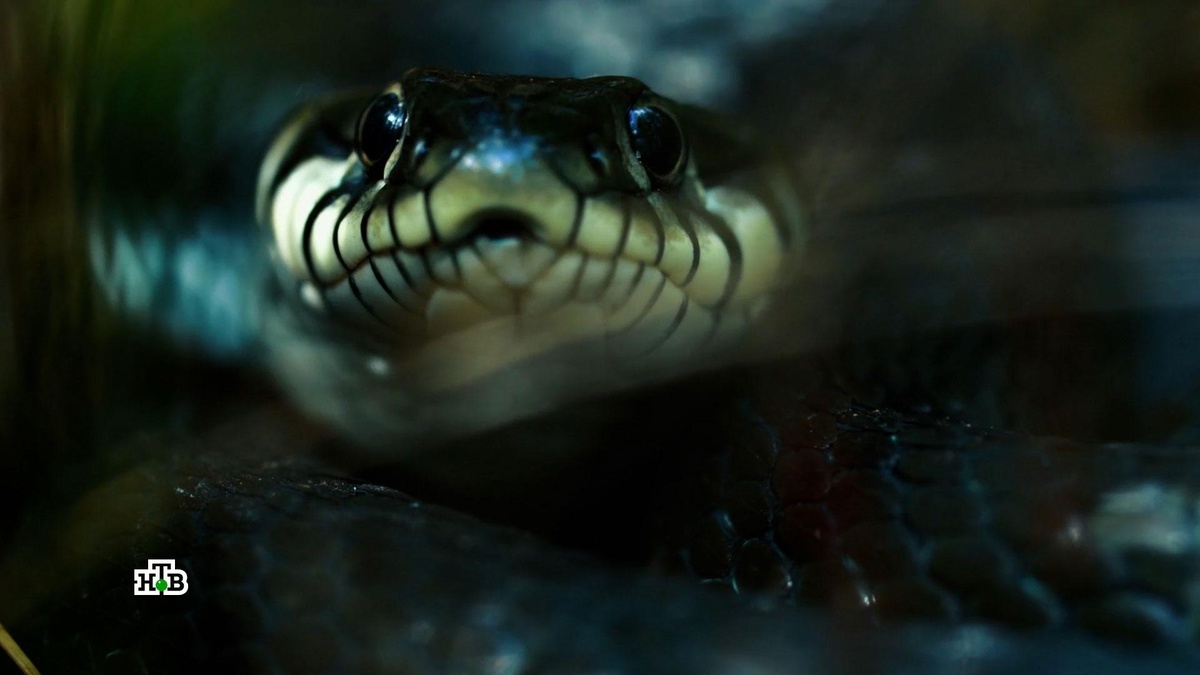    Пригрели змею, а еще геккона и хамелеона: технологии для фанатов рептилий