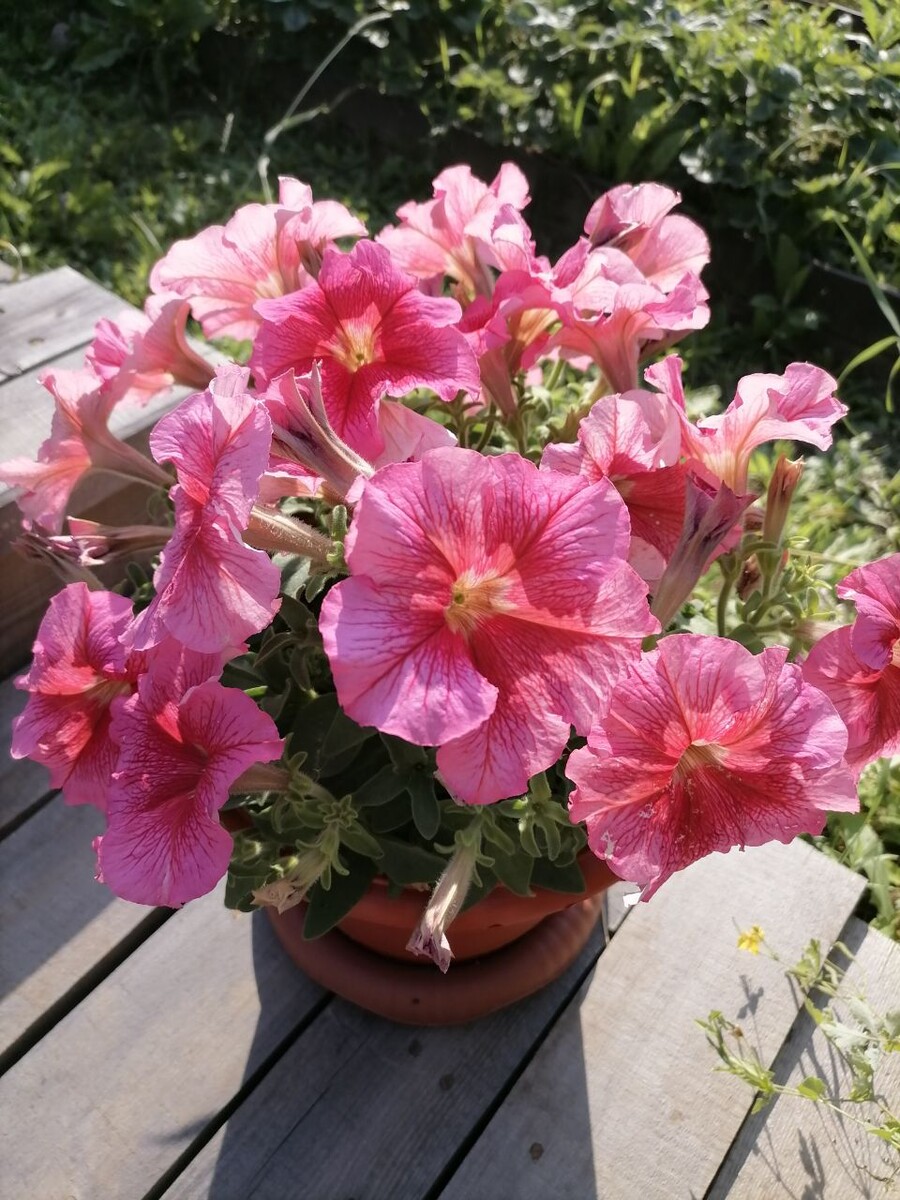 Фото примерно середина июня. Название сорта, к сожалению, не сохранилось.