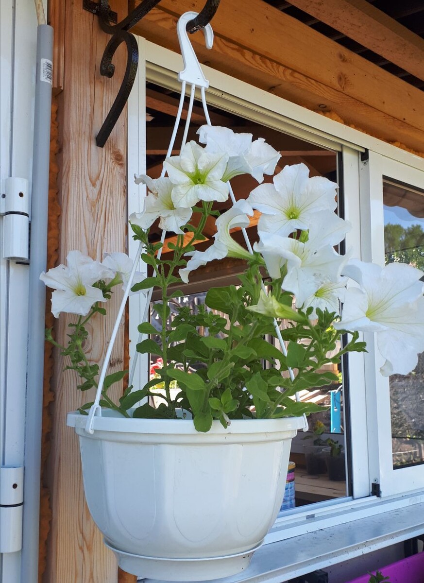 Примерно июнь. Сорт - "Белое Море". В галерее несколько фото, листайте.