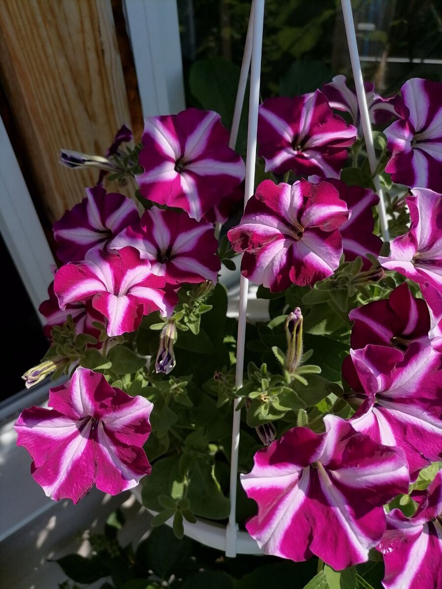 Грандифлора галактика F1