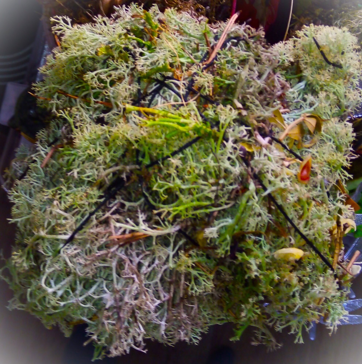 Фото автора.