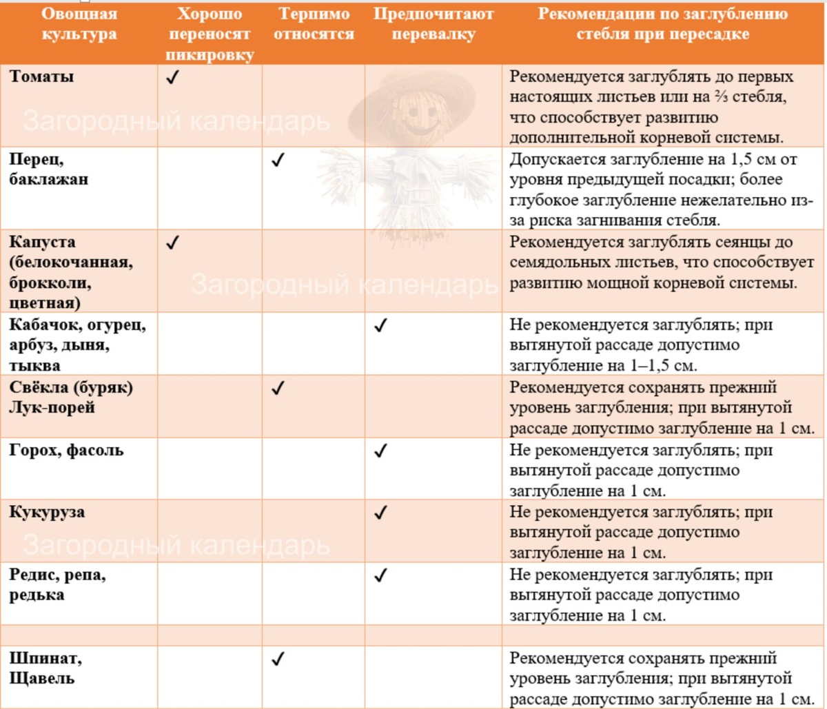 Овощные культуры и их отношение к пикировке / пересадке