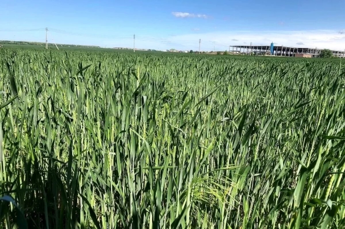    В Ростовской области из-за тёплой зимы полевые работы начнутся раньше