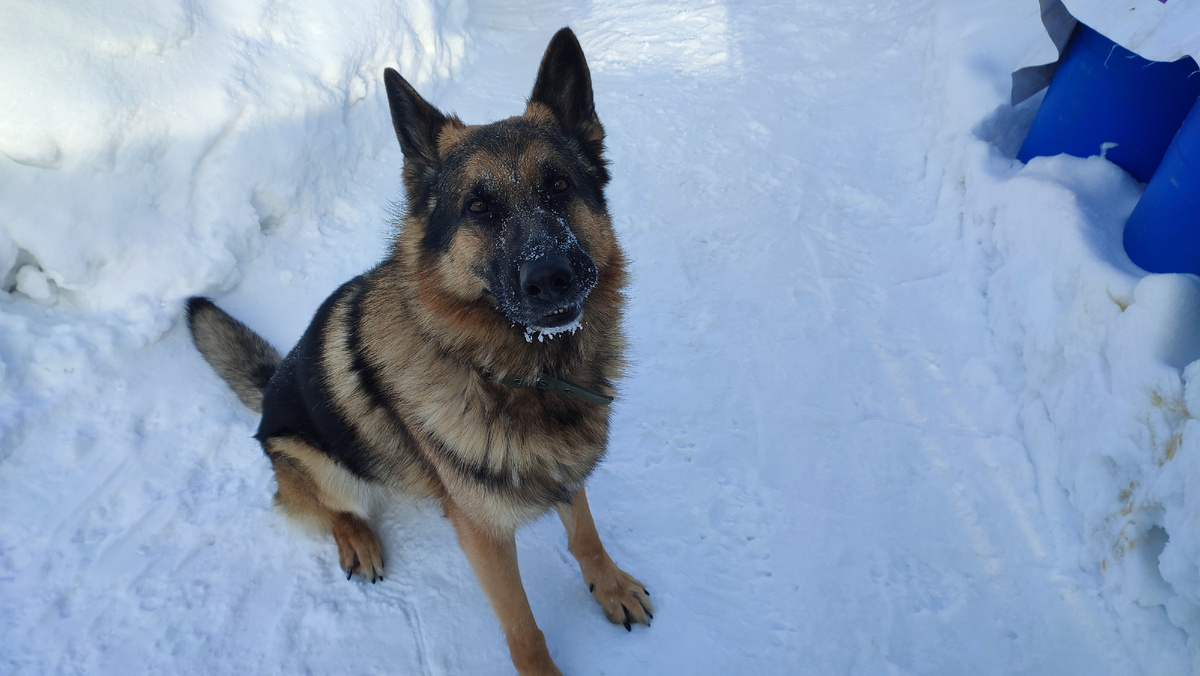 Сегодня с Босей чистили снег