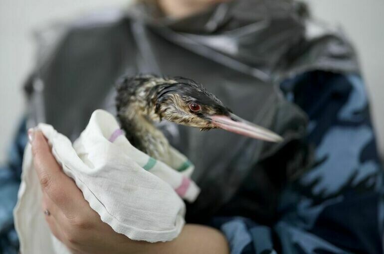   Виталий Тимкив / РИА Новости