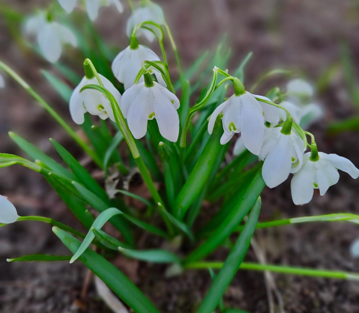 Подснежники в феврале. И это не сказка "Морозко" 😊