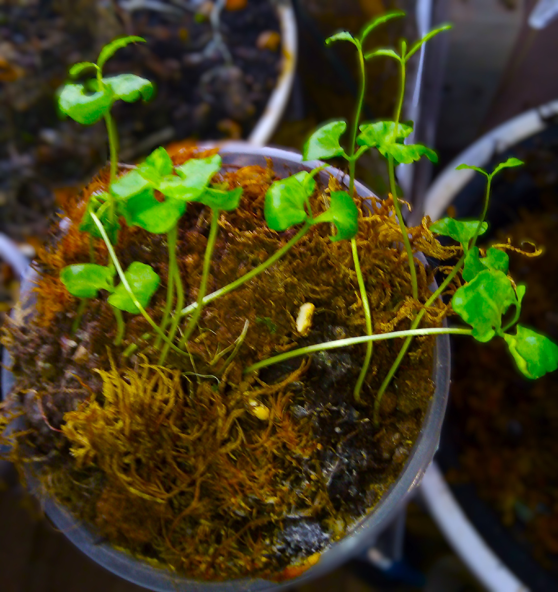 Фото автора. К несчастью, два растения уже погибли.