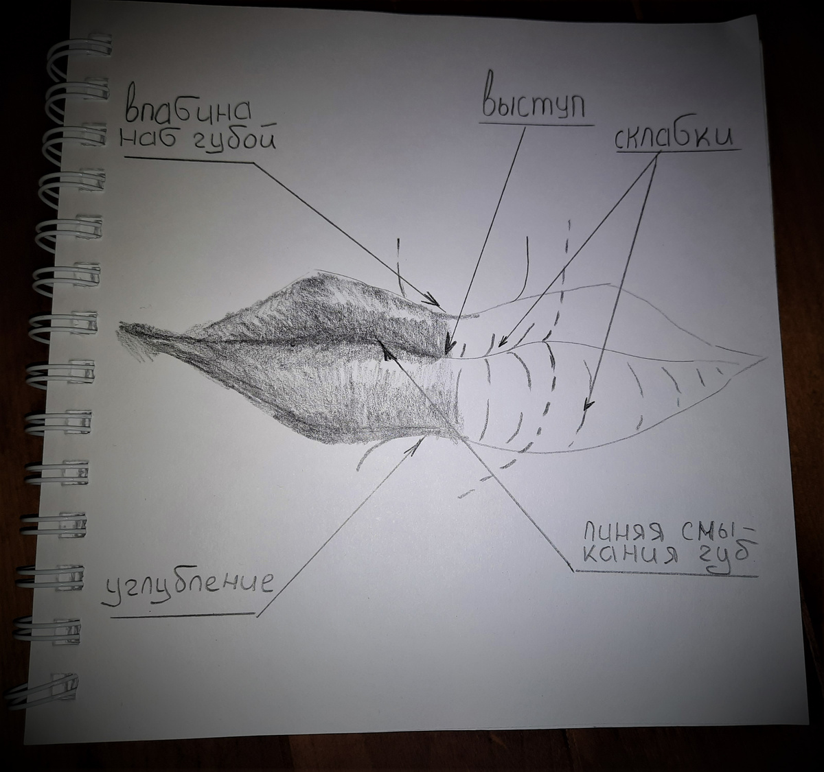 Схематичное изображение женских губ.