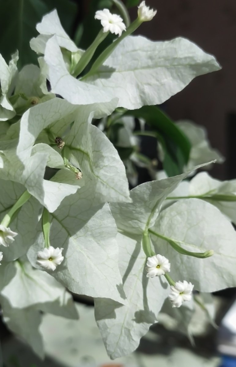 Бугенвиллия белая. 