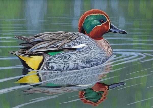 Чирок-свистунок щеголяет в брачном наряде