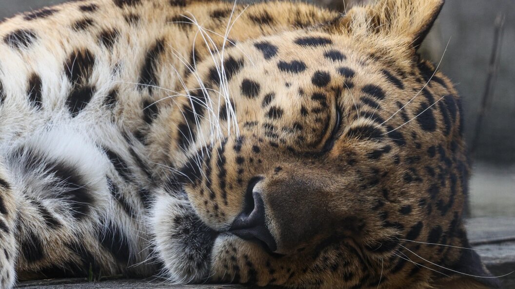    Bulkin Sergey/Globallookpress