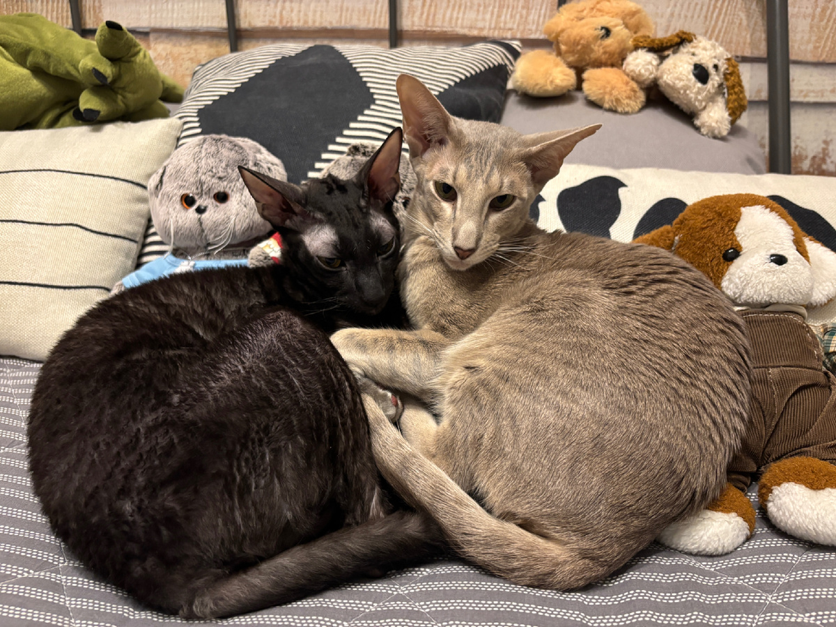 Фото автора. Хорошо котикам - им все это не нужно ))