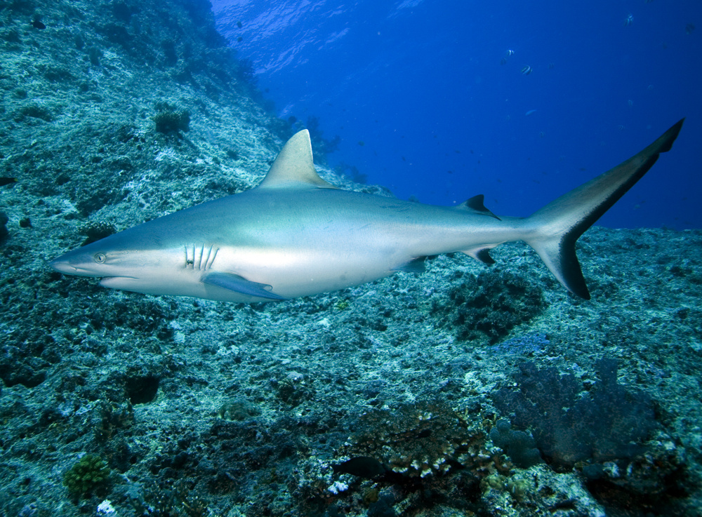 Ссылка: https://clck.ru/3G8594