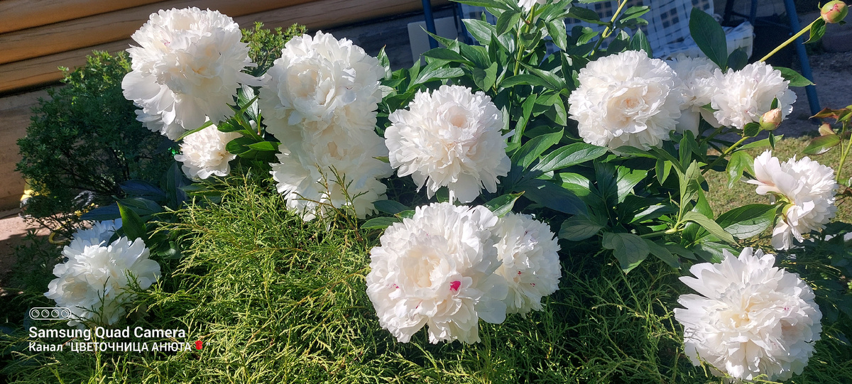 Пион, подаренный сестрой.