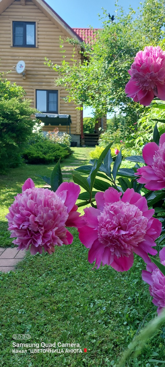 Самый первый пион, купленный на рынке у бабушки.