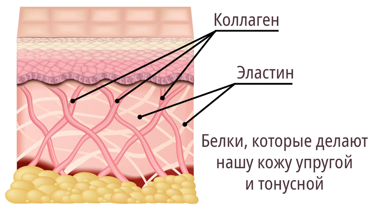 Белки коллаген и эластин в структуре кожи лица