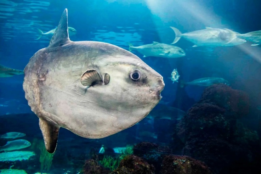 Рыба-луна. Фото взято из открытого источника.