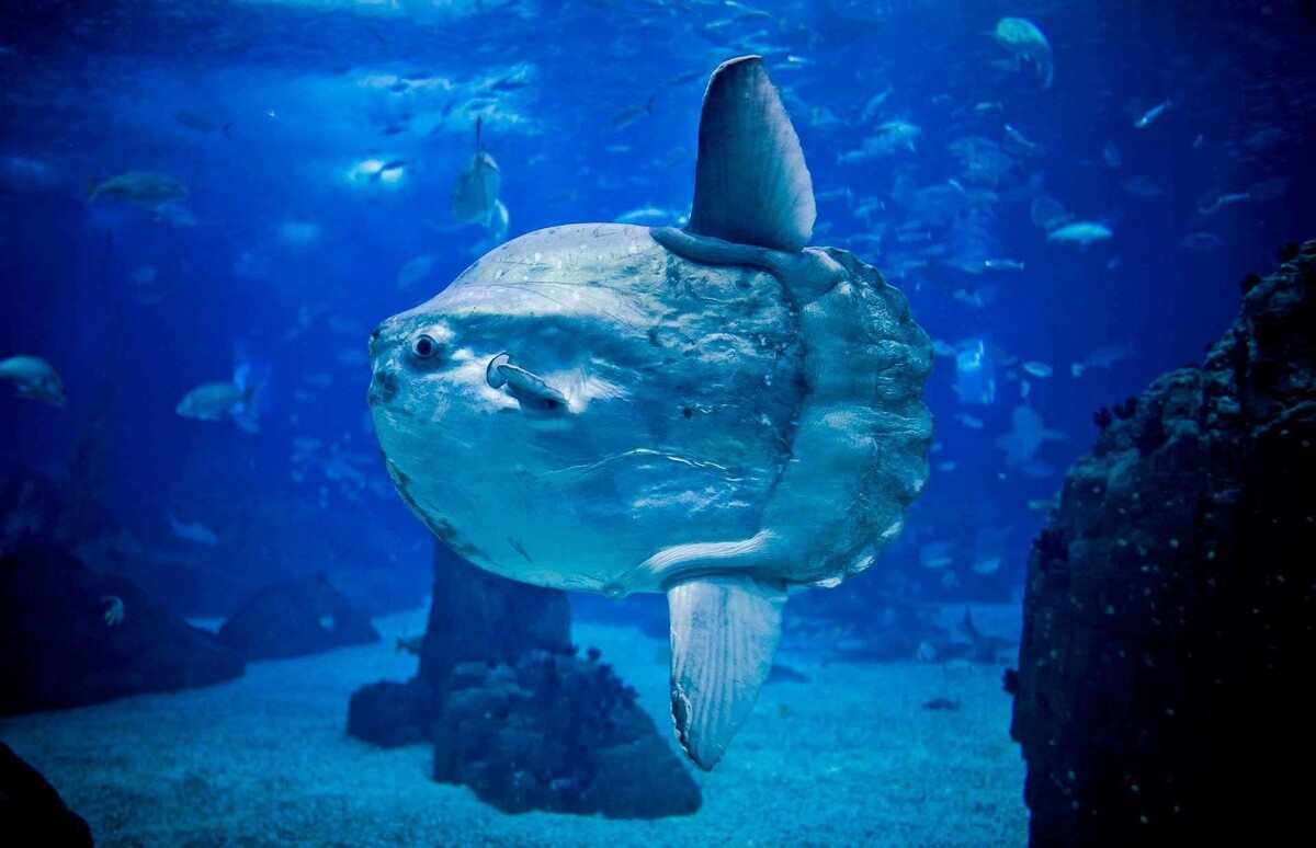 Фото взято из открытого источника.