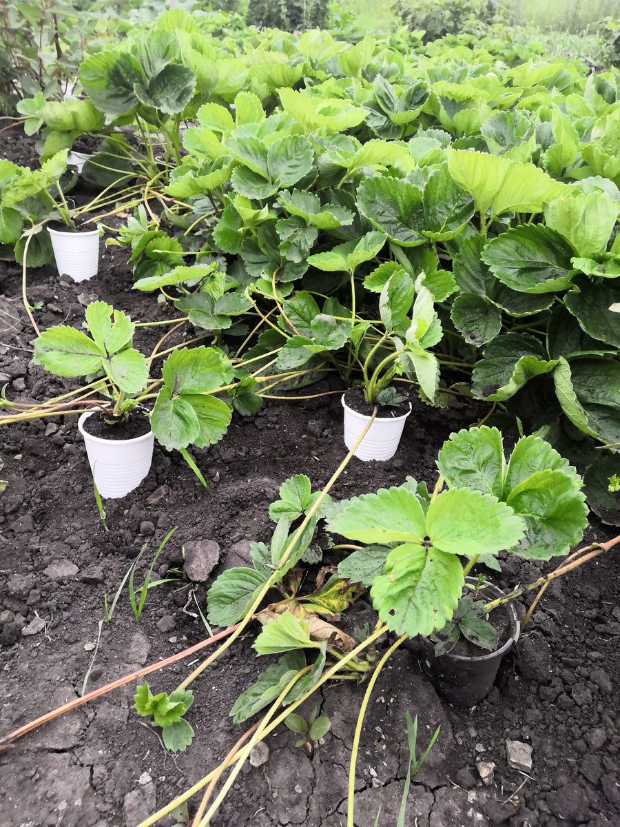 Укоренение усов клубники