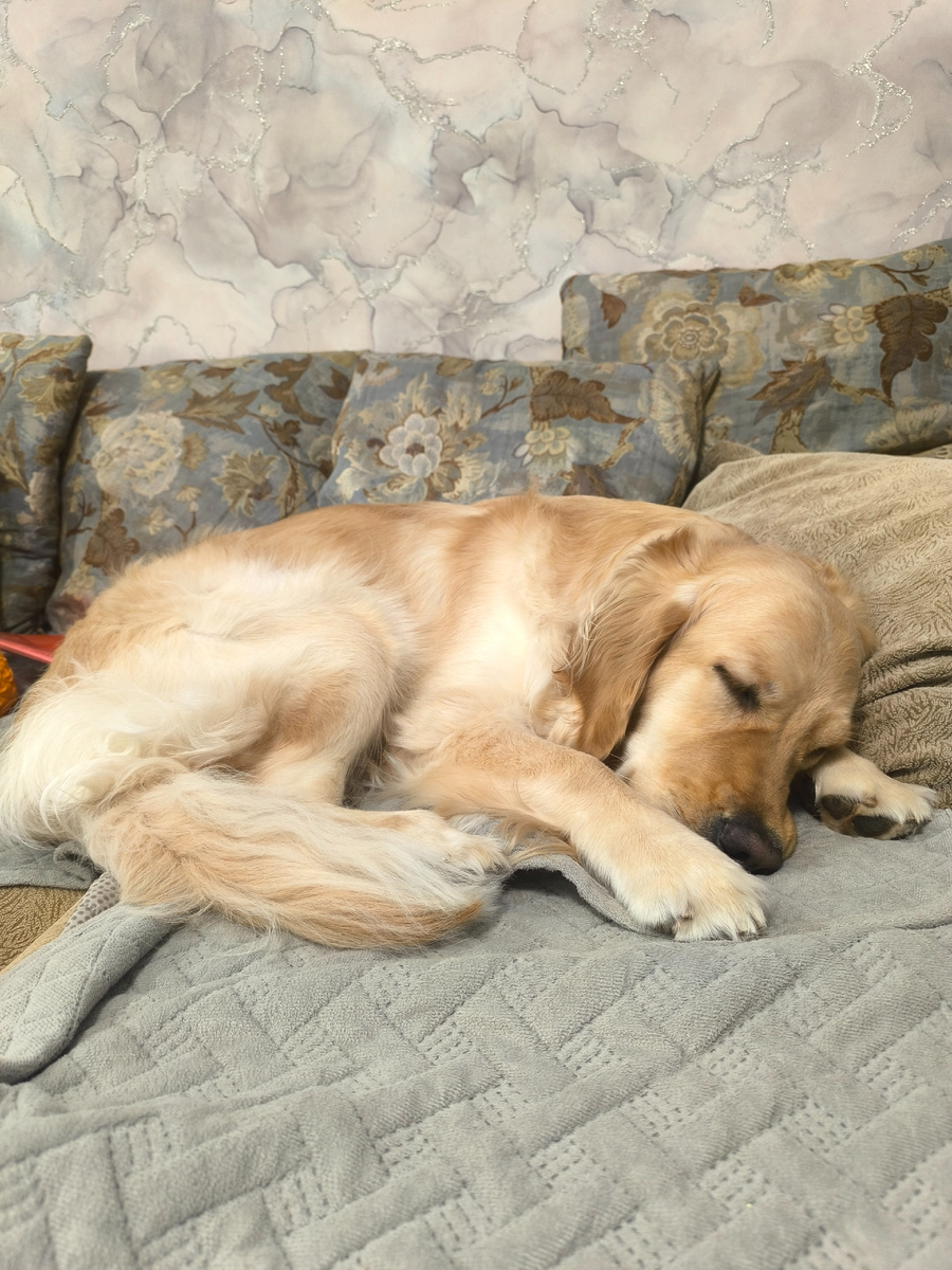 Наверное, видит во сне прогулки по чистому снегу, как раньше.