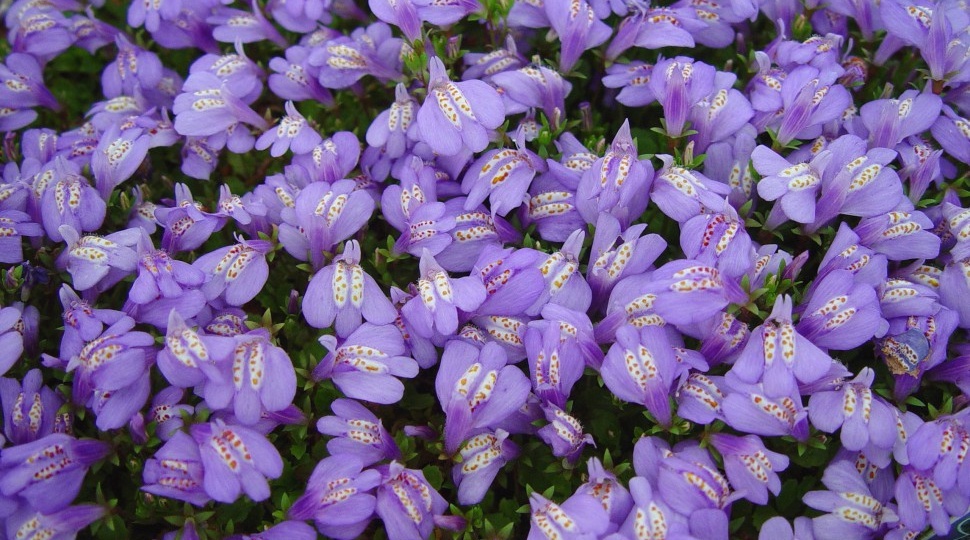 Если полоть надоело: 10 почвопокровных растений, помогающих в саду