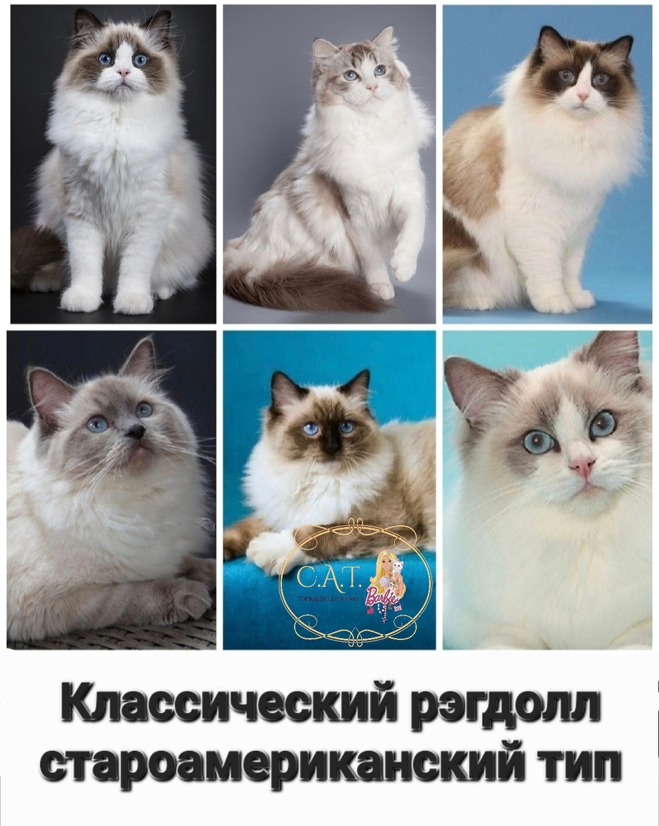Классический рэгдолл - староамериканский тип.