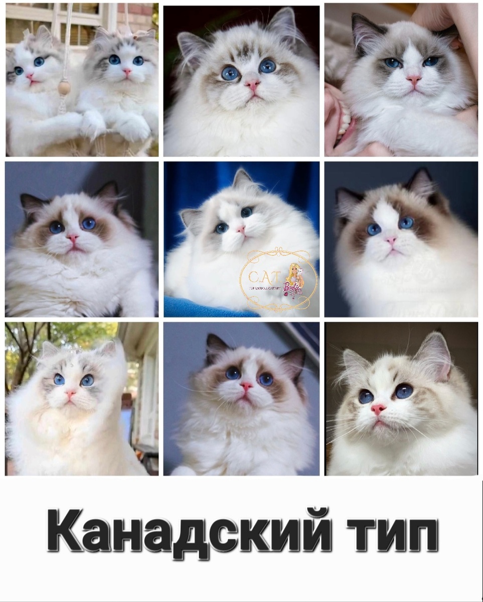 Канадский тип рэгдоллов.